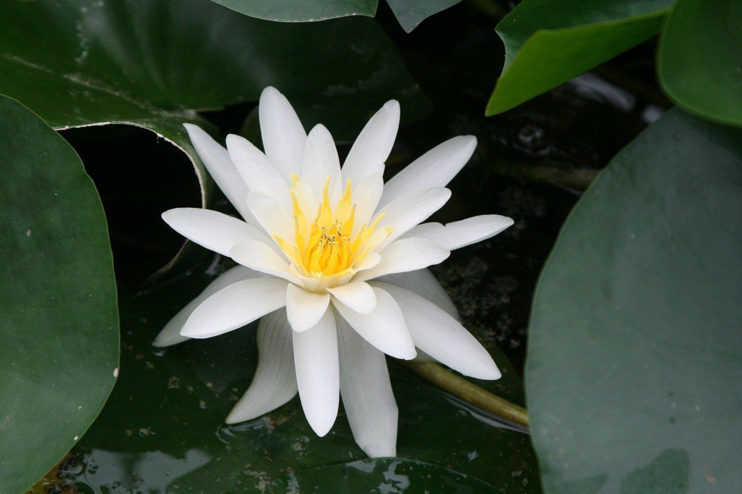 Nymphaea+Marliacea+Albida