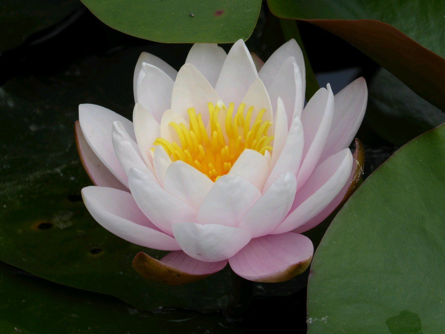 Nymphaea+Marliacea+Rosea