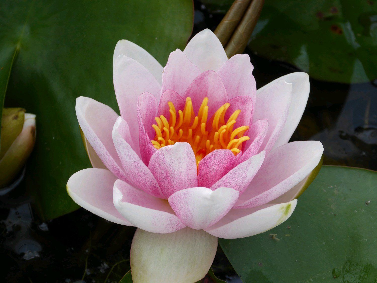 Nymphaea+Mrs+Richmond