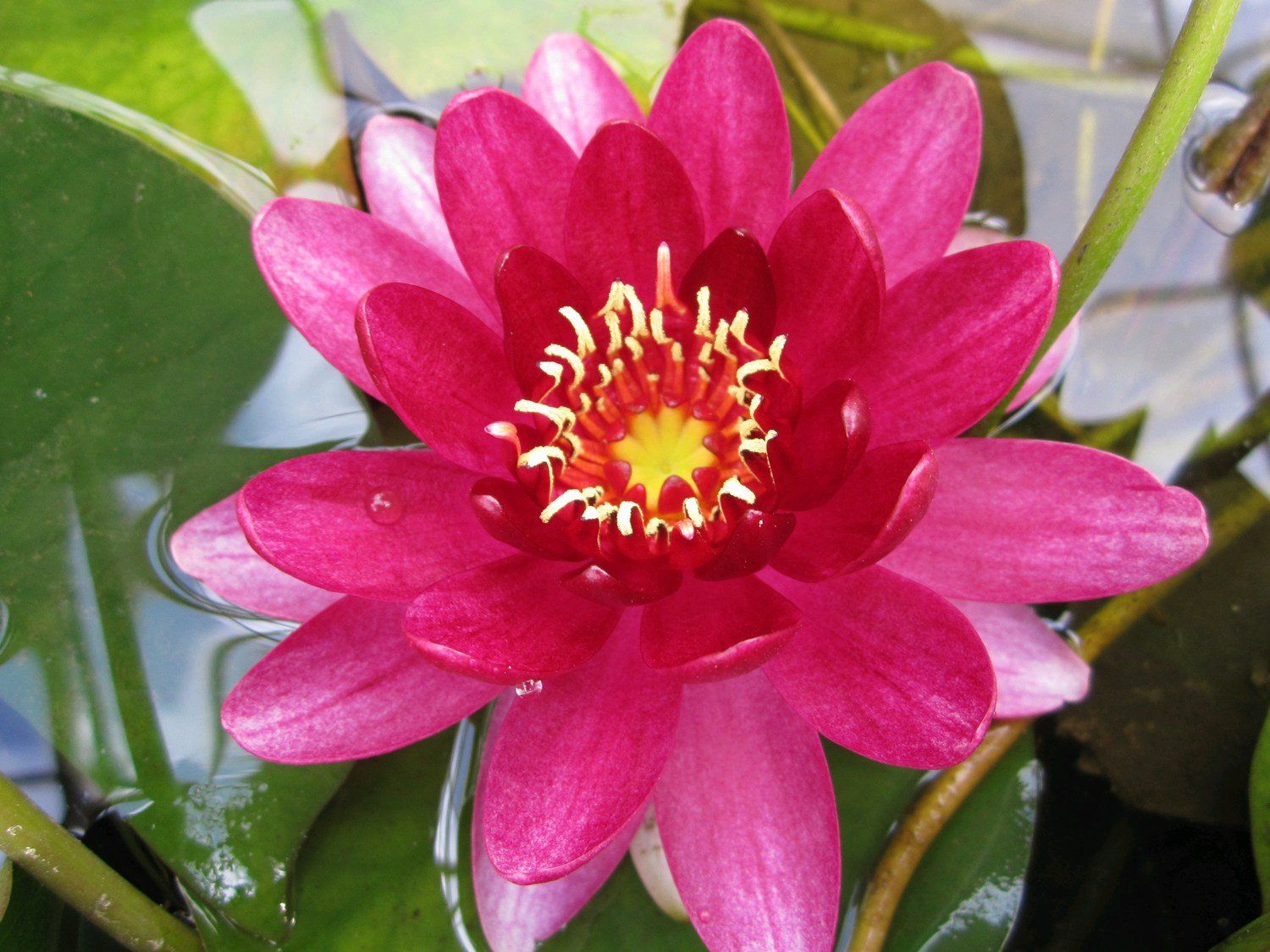 Nymphaea+Perry_s+Baby+Red