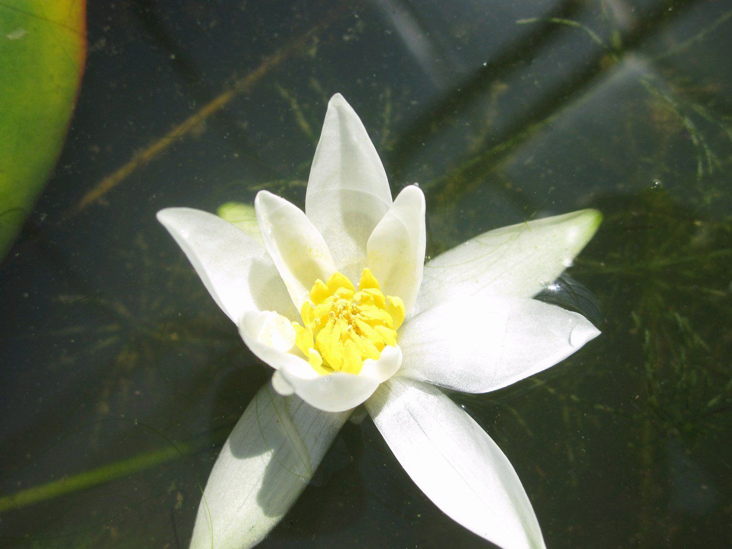 Nymphaea+Pygmaea+alba