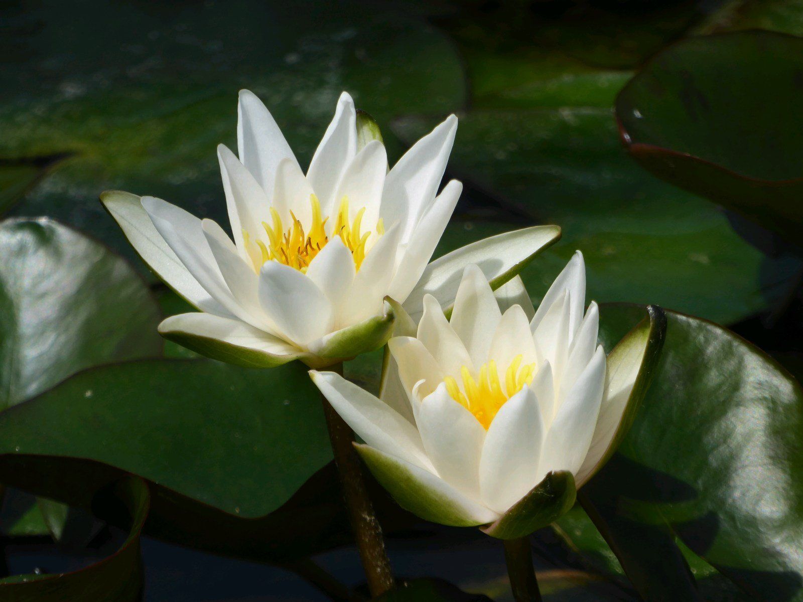 Nymphaea+Snow+princess
