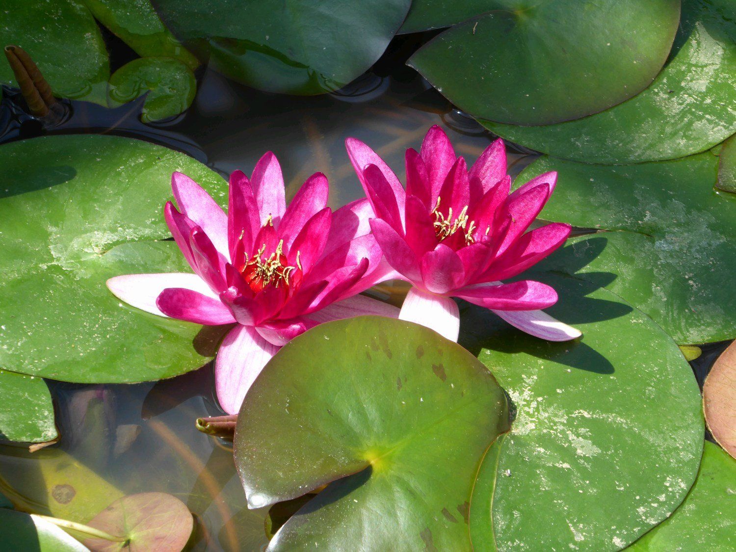 Nymphaea+Xiafei