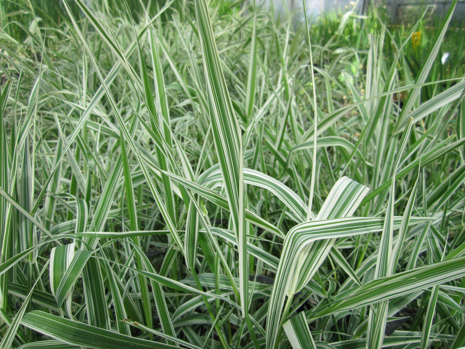 Phalaris arundinacea