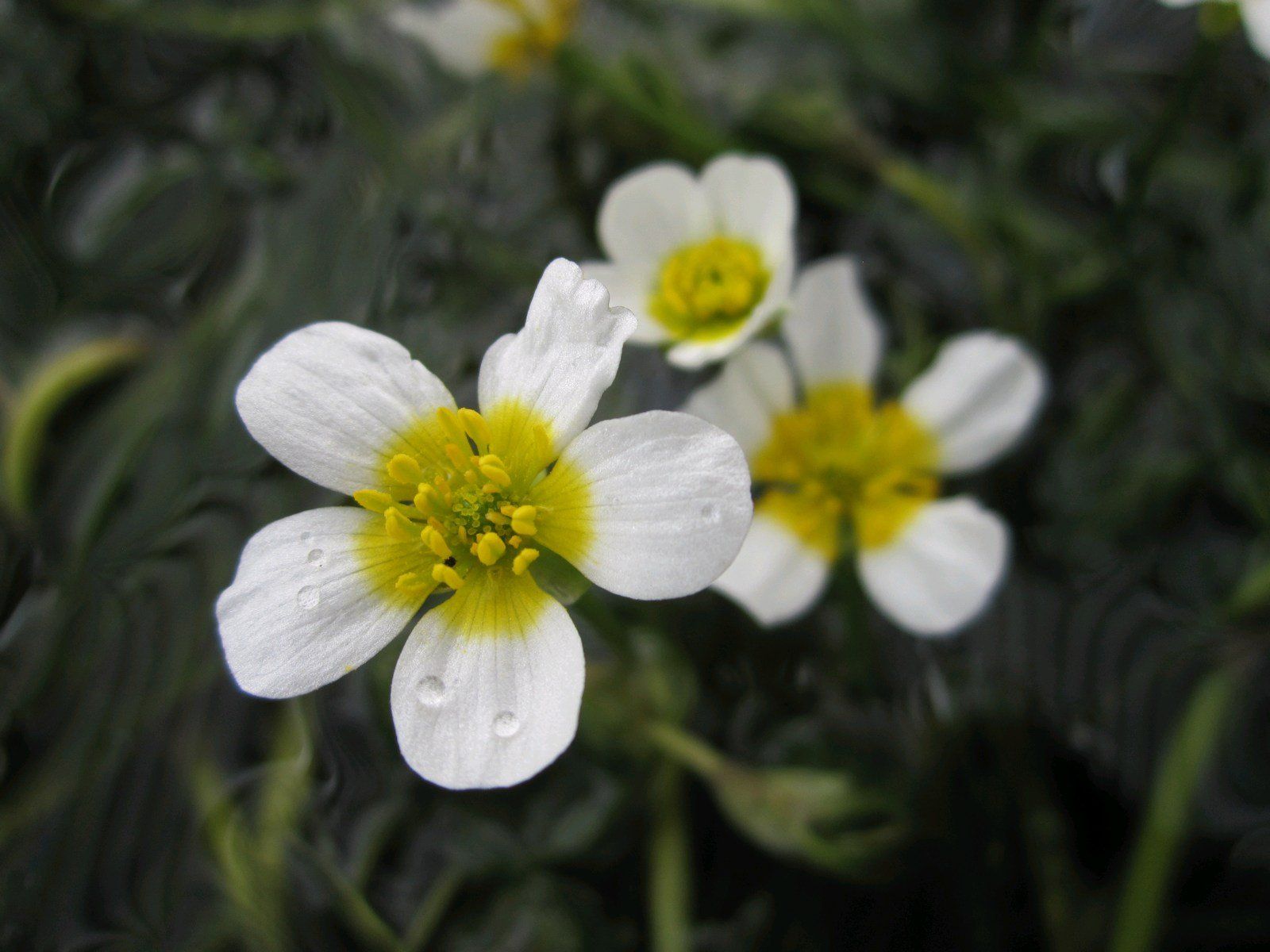 Ranunculus aquatalis