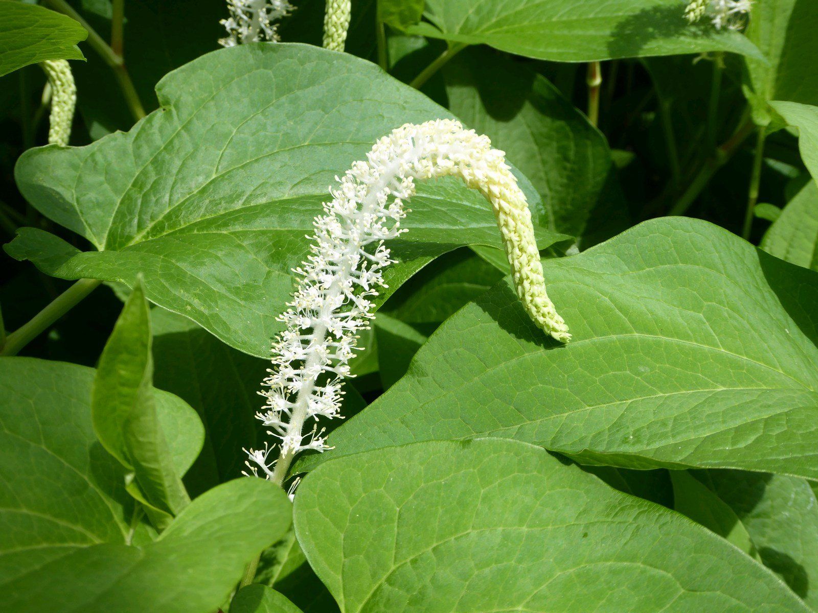 Saururus cernuus
