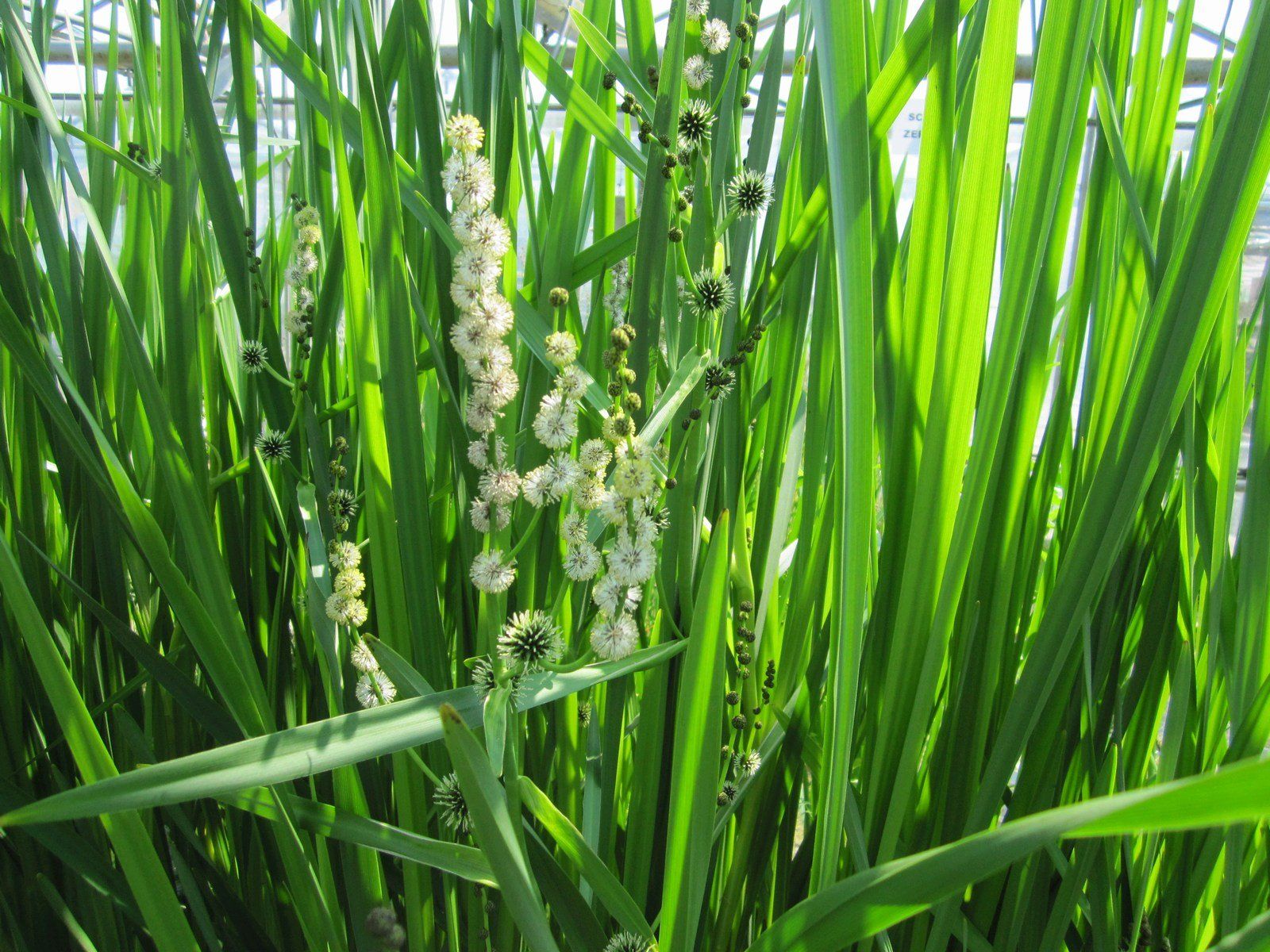 Parganium erectum