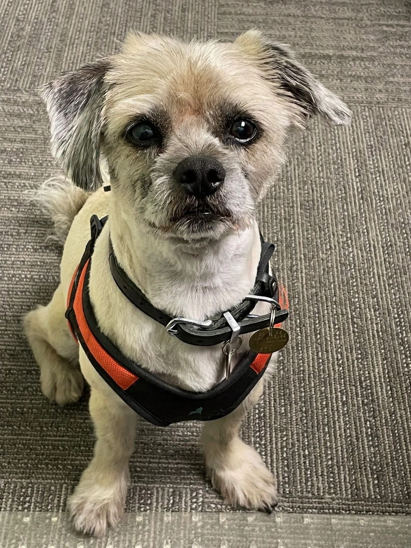 Small tan dog in a black and orange harness sitting on a gray carpet