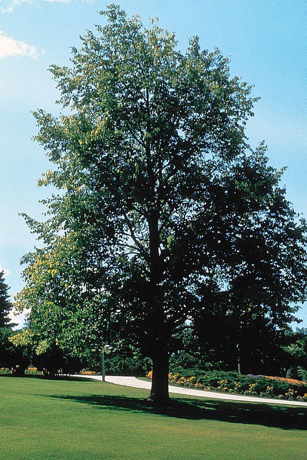 Sick Tree picture Bloomington,Mn.