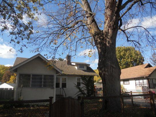 Emmergency tree Removal picture In Bloomington,Mn.