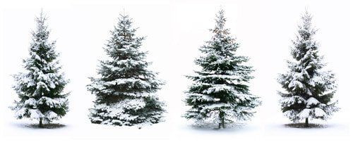 Trees cover with snow in bloomington mn