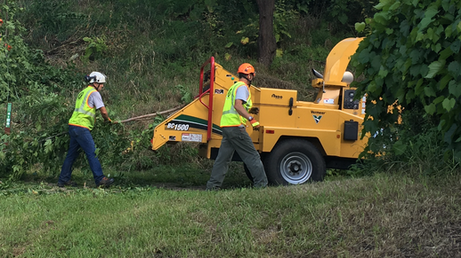 bloomington tree care Picture