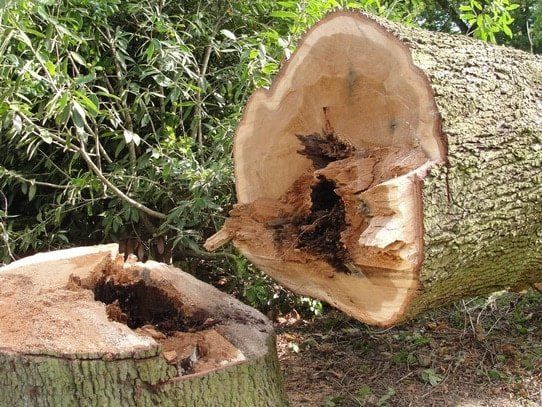 Bloomington Tree Stump Grinding