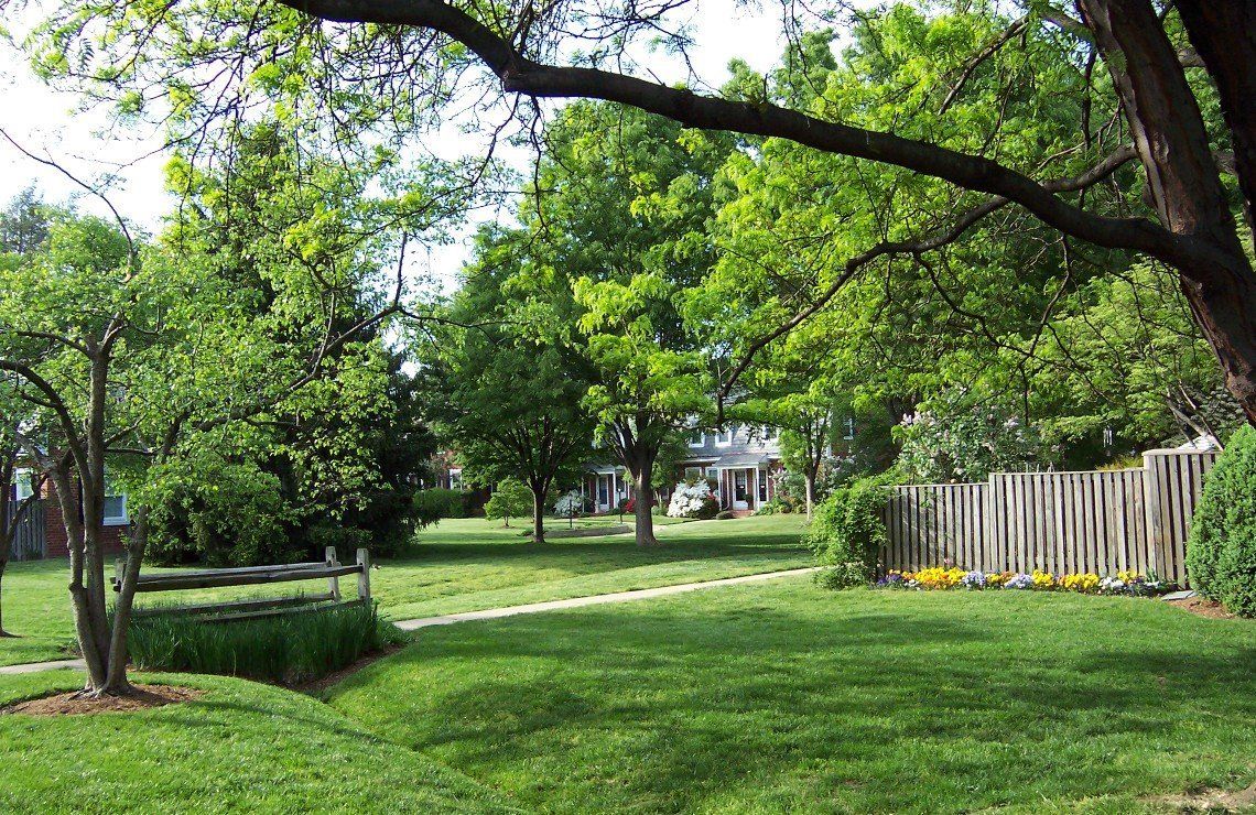Bloomington Tree Removal Picture