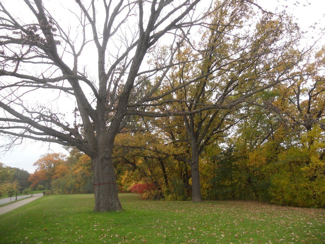 About Bloomington Tree Service