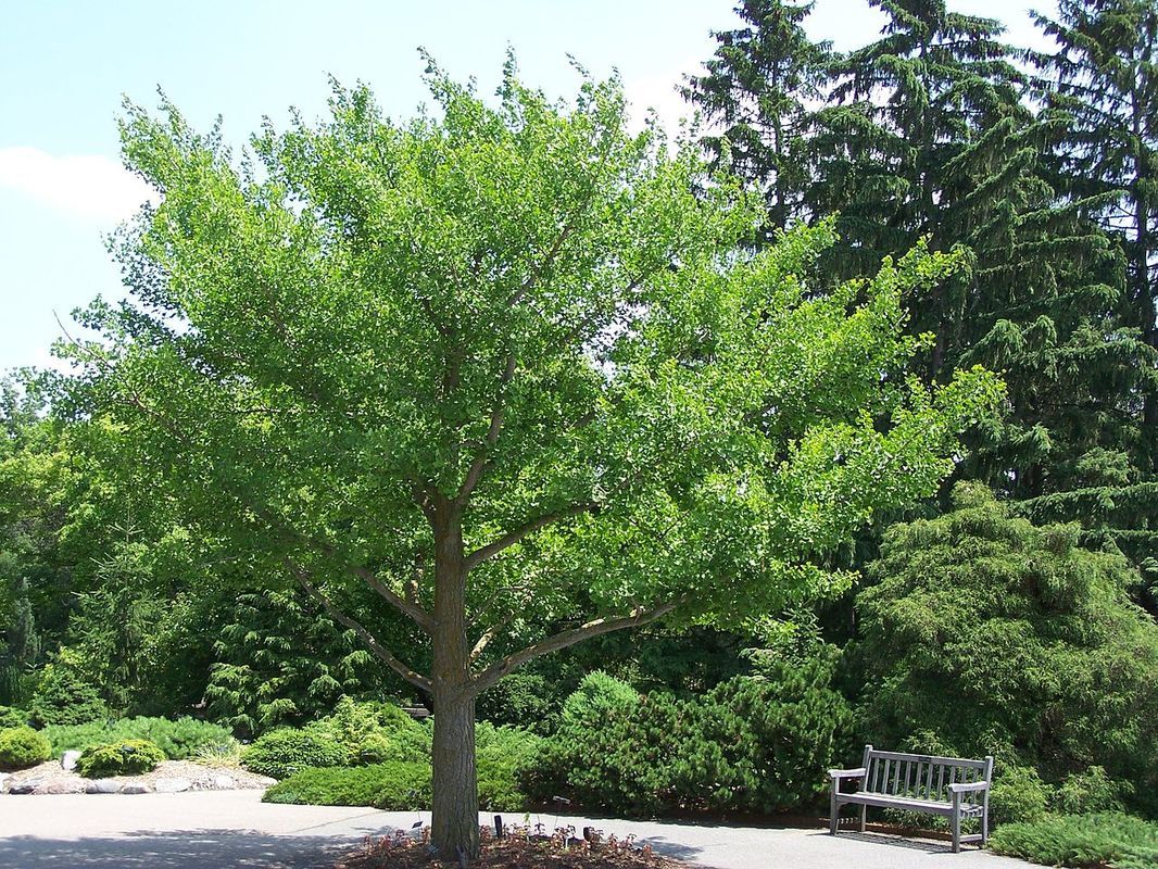 Best Tree company bloomington,mn.
