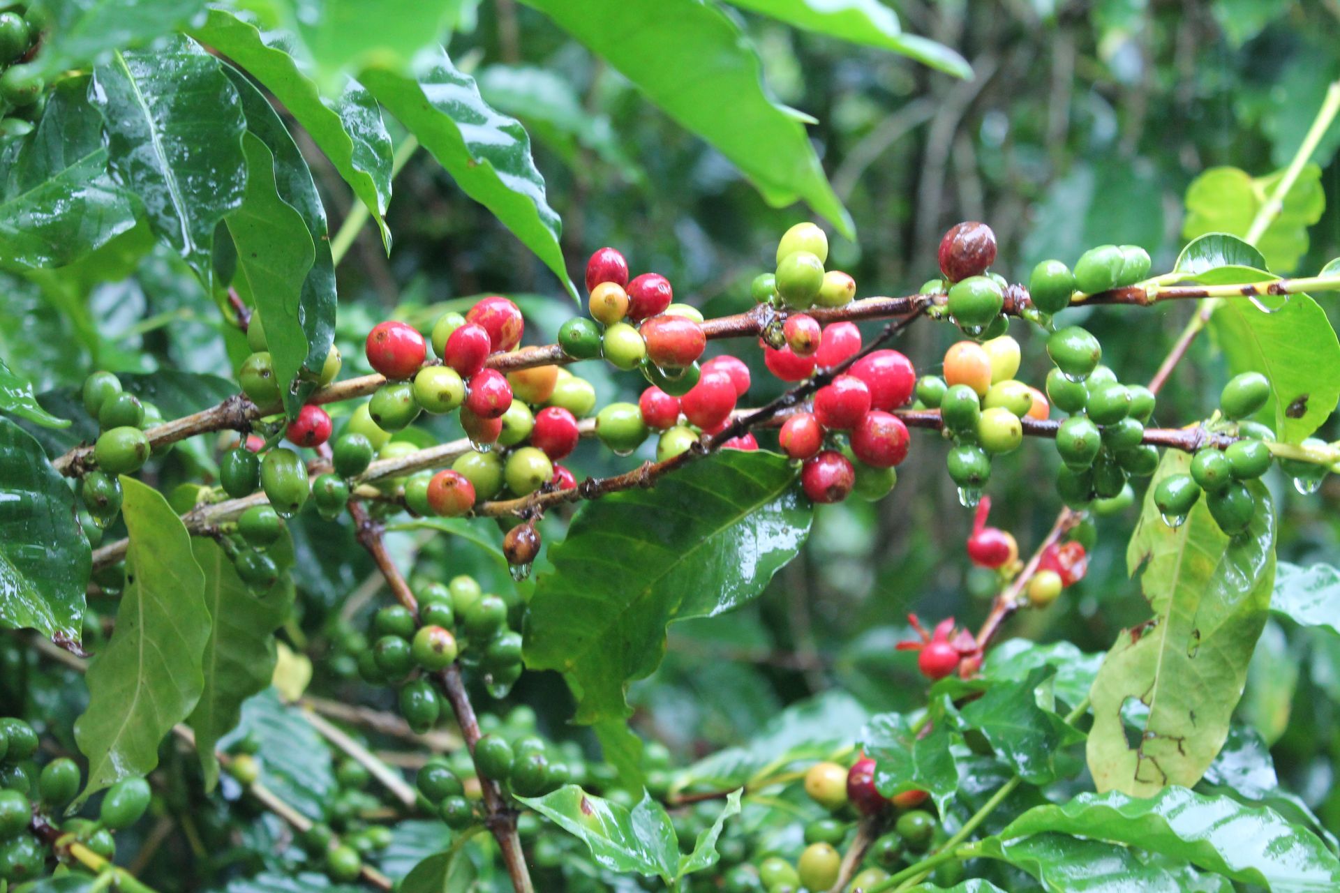Coffee Beans on the Bush — Nat’s Coffee in Alstonville, NSW