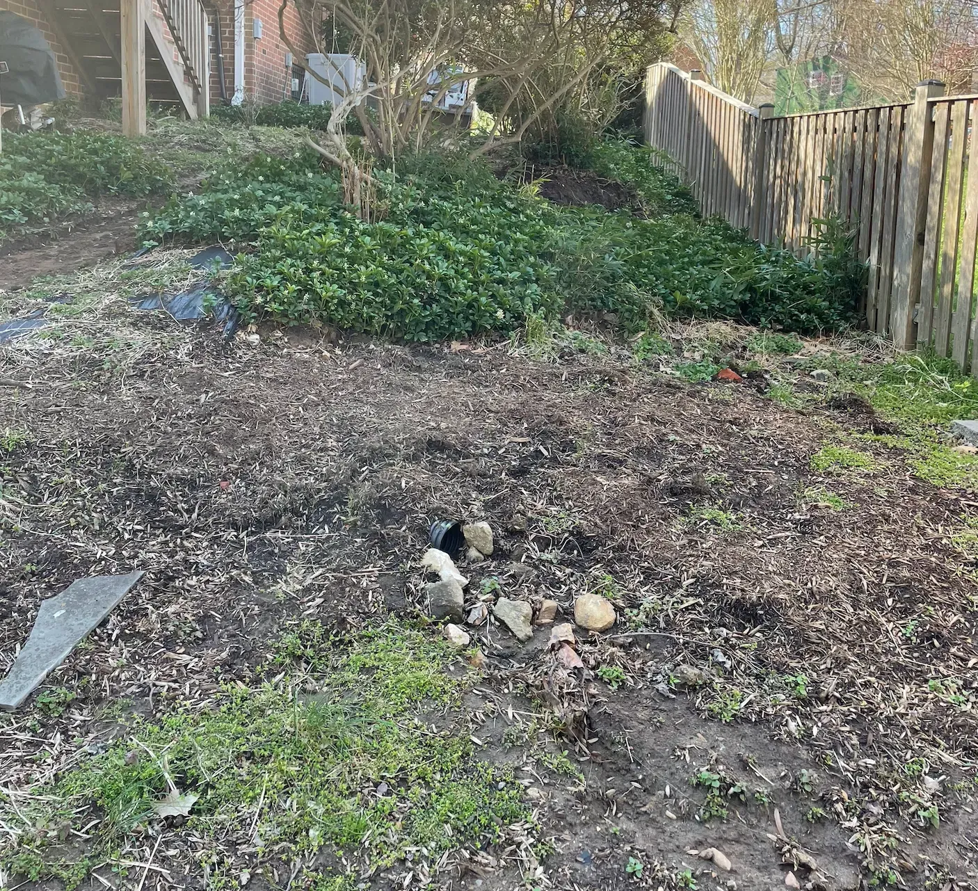 Backyard garden with bare soil, green groundcover, wooden fence, and a small black-and-white cat near the center.