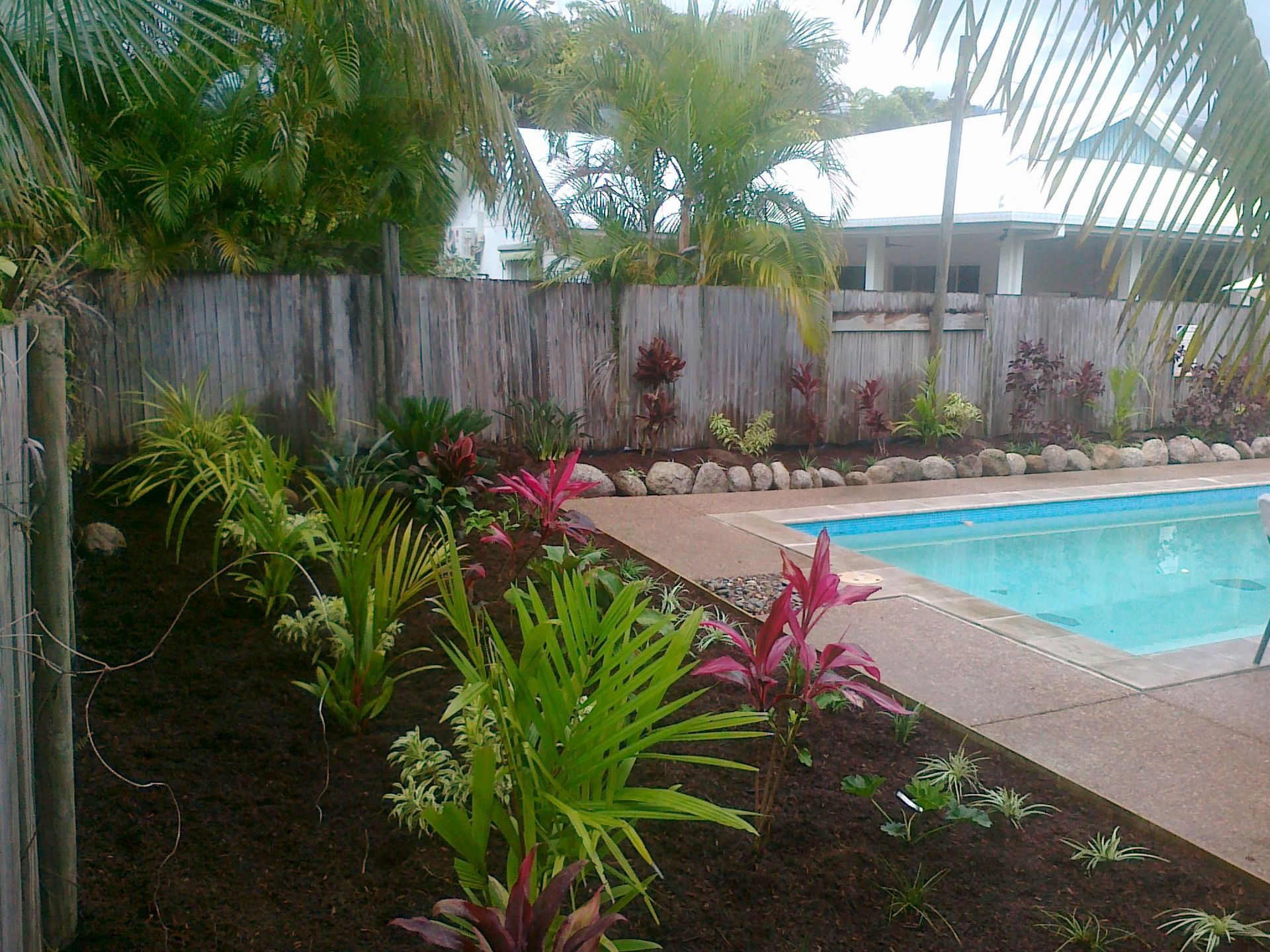 Tropical backyard pool with new planting
