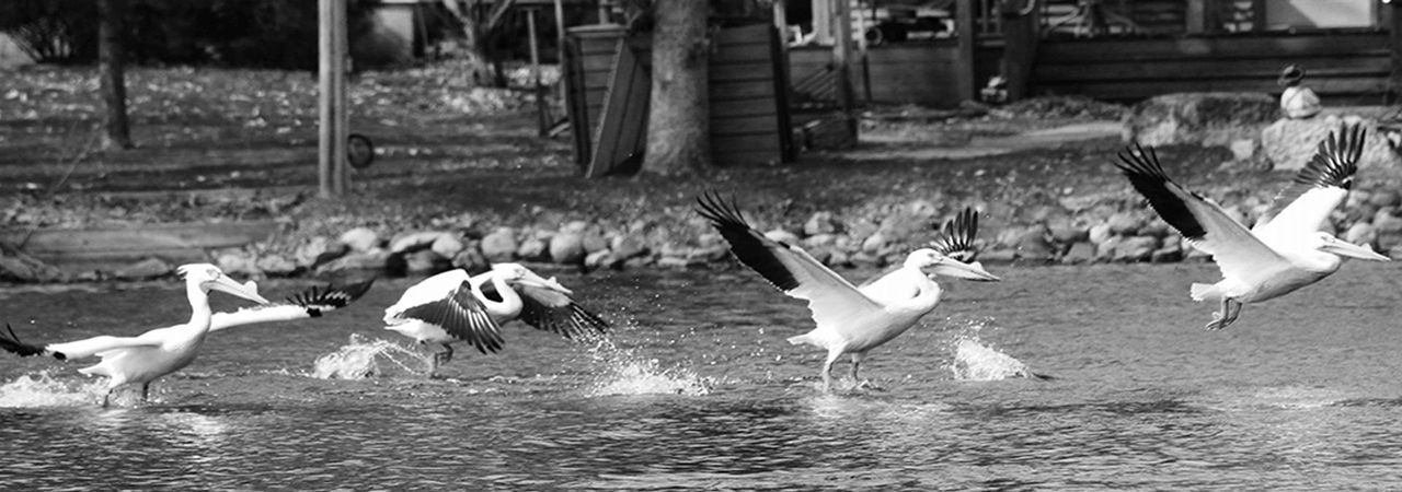 American white pelicans lifting off Park Lake in Pardeeville