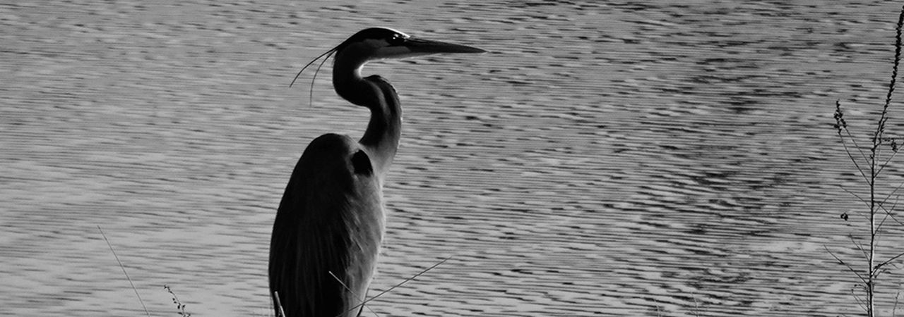 Great blue heron along the water near Rio