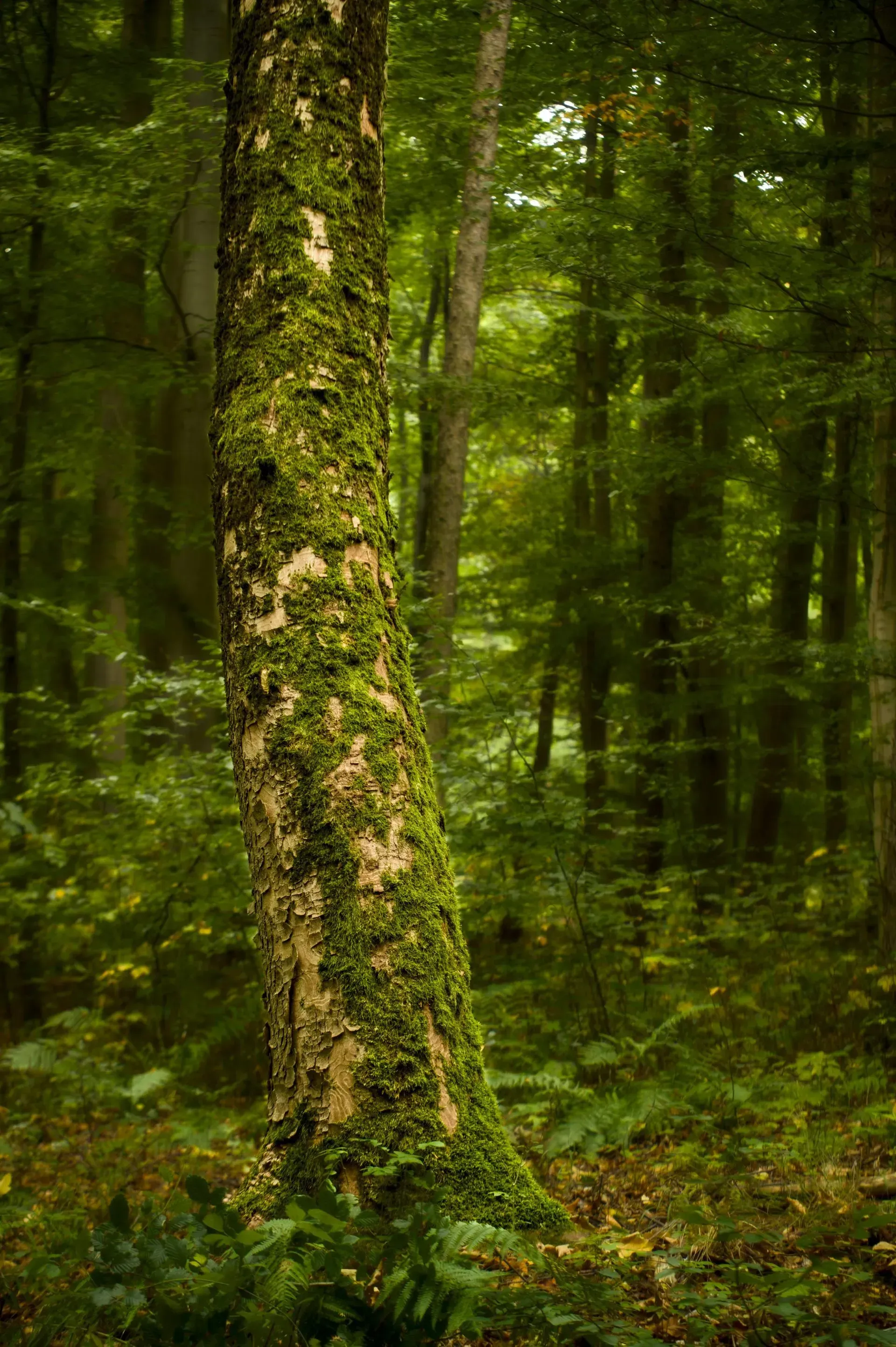 Moss-covered tree trunk in a dense green forest with sunlight filtering through the trees