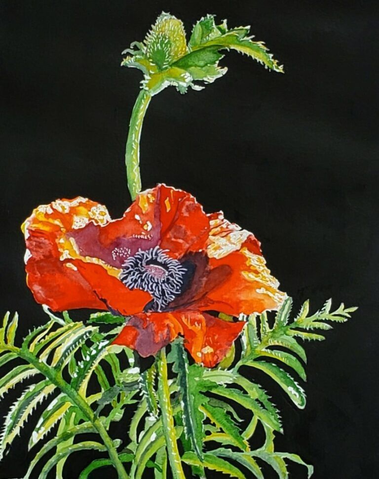 Oriental Poppy Pops by Judy DeBoer