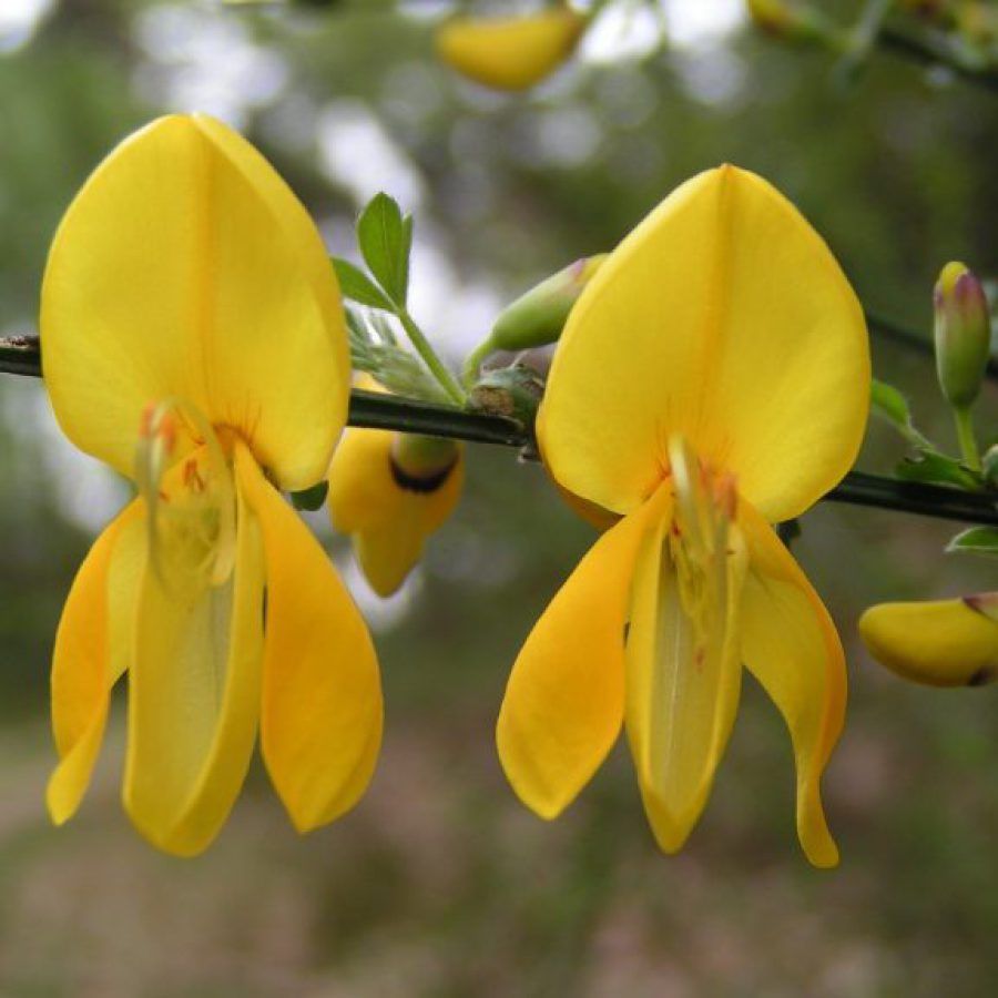 Eine Nahaufnahme von zwei gelben Blüten auf einem Zweig