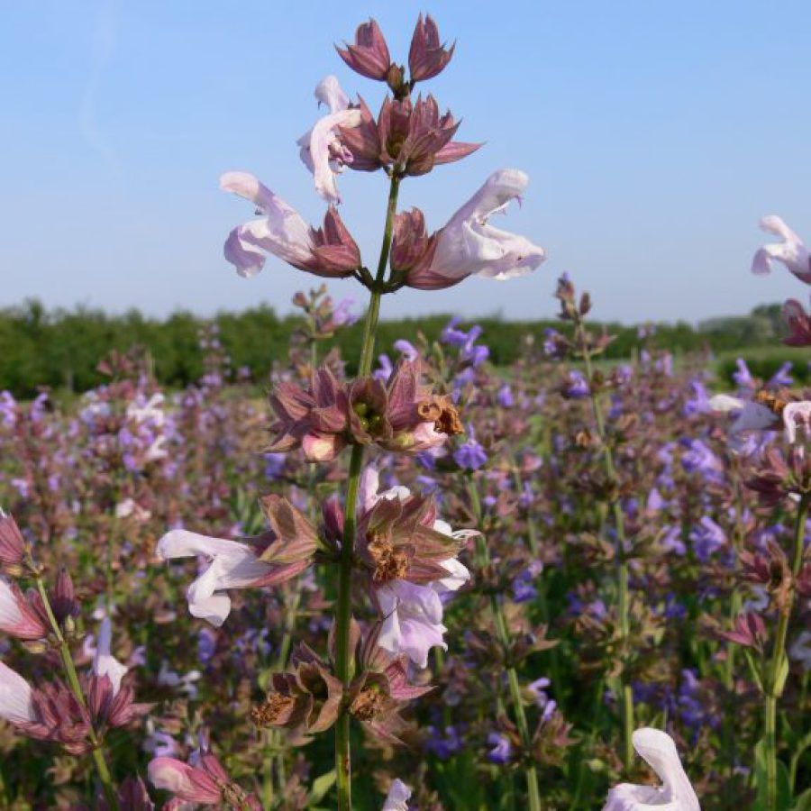 Ein Feld mit lila und weißen Blumen mit einem blauen Himmel im Hintergrund