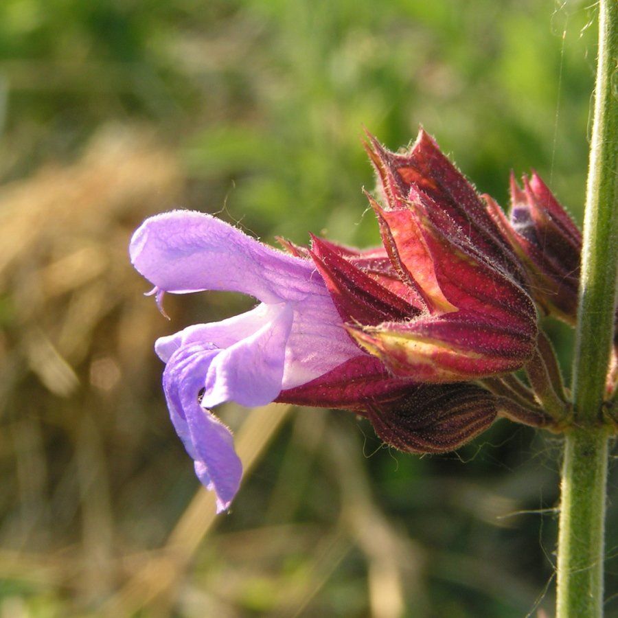 Eine Nahaufnahme einer lila Blume auf einer Pflanze