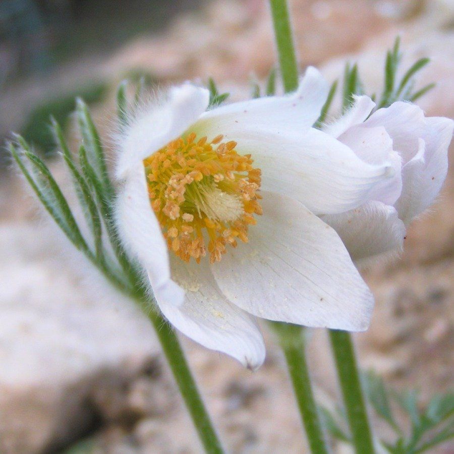 Eine Nahaufnahme einer weißen Blume mit einer gelben Mitte