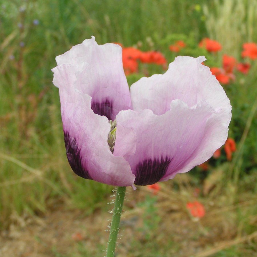 Eine Nahaufnahme einer lila Blume mit einem grünen Stiel