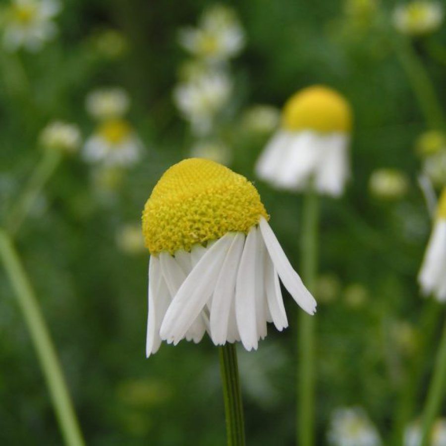 Eine Nahaufnahme einer weißen Blume mit einer gelben Mitte