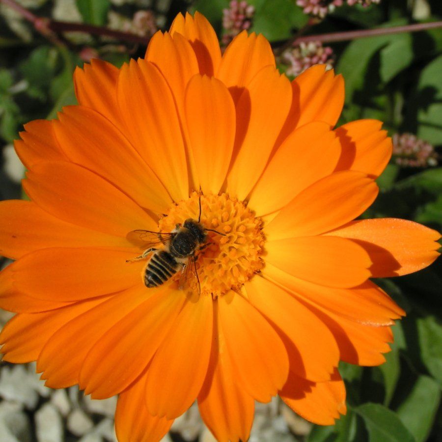 Eine Nahaufnahme einer orangefarbenen Blume mit einer Biene darauf