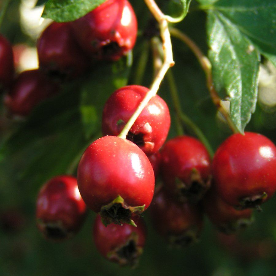 Ein Bündel roter Beeren, die von einem Ast hängen