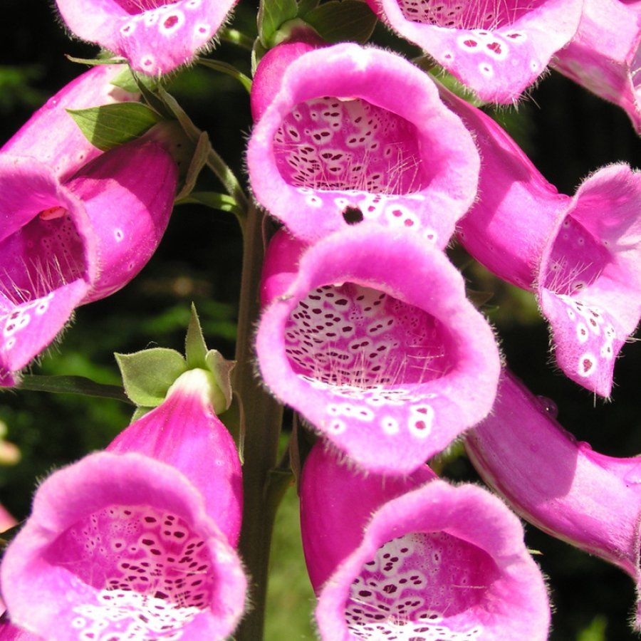 Ein Strauß rosa Blumen mit weißen Flecken darauf