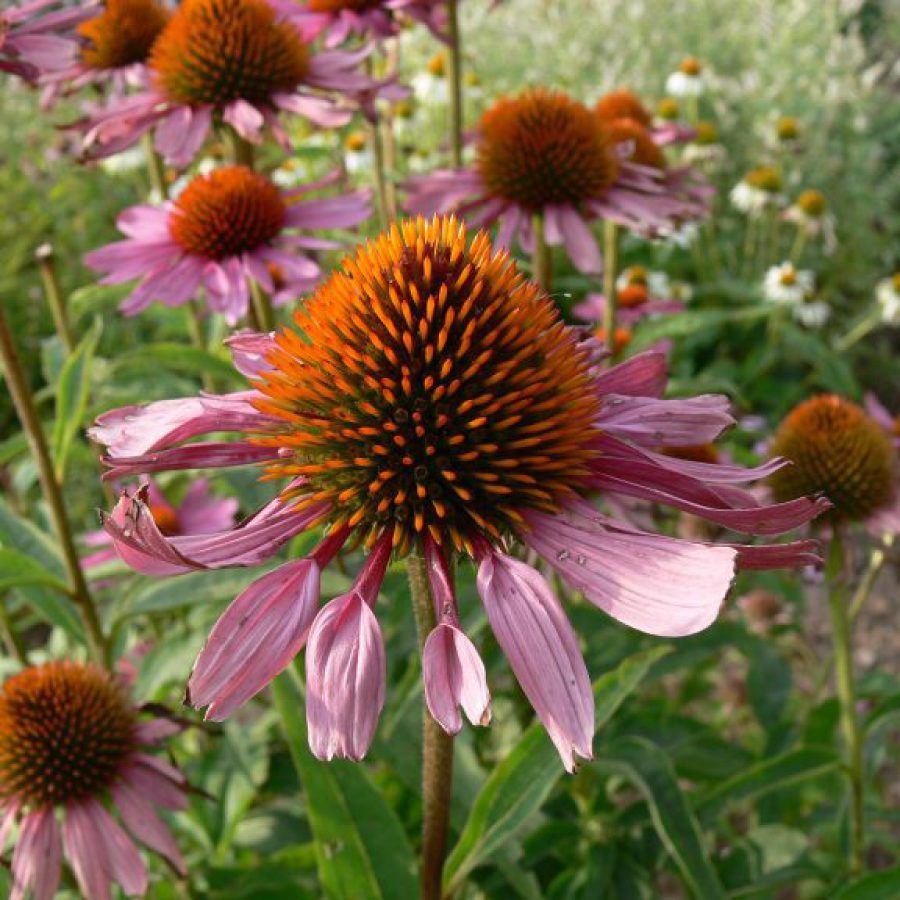 Eine Nahaufnahme einer rosa Blume mit einer orangefarbenen Mitte