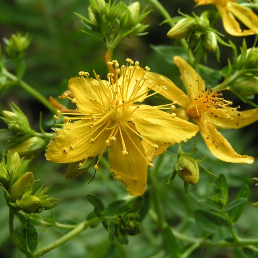 Eine Nahaufnahme einer gelben Blume, umgeben von grünen Blättern