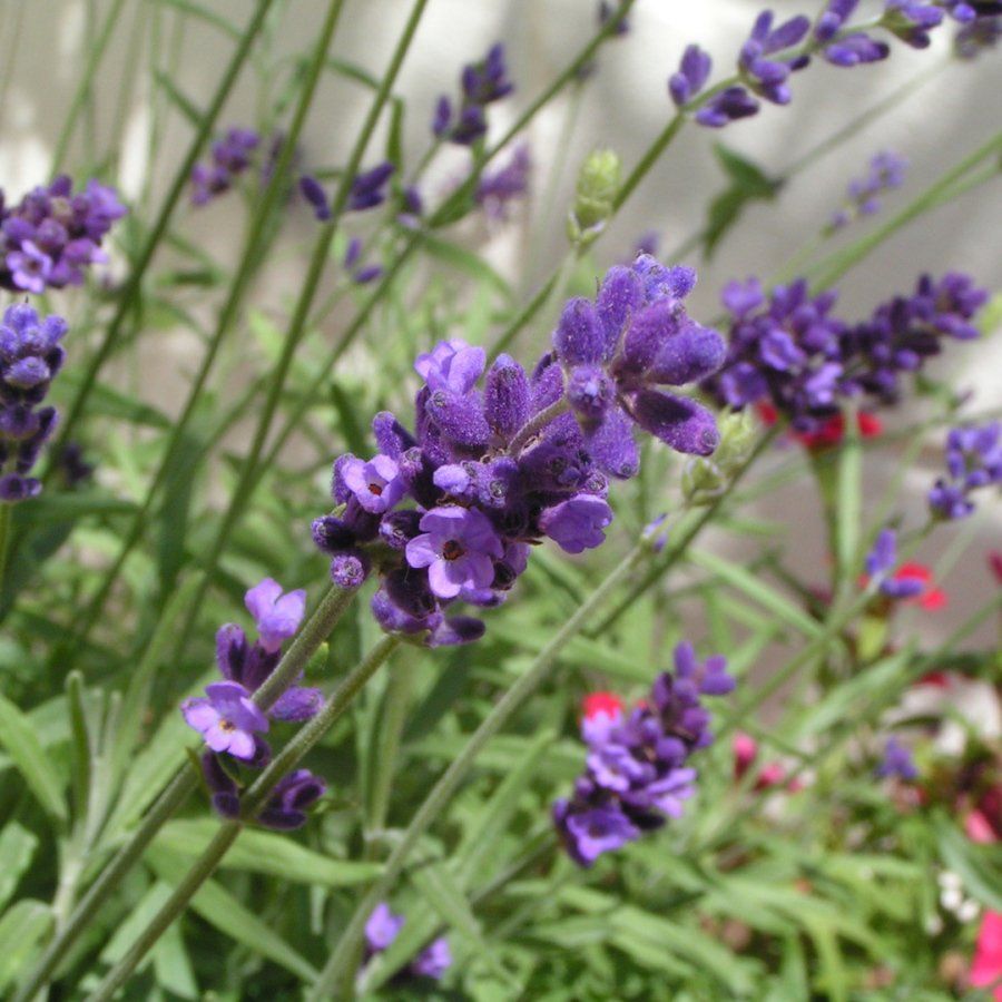Ein Strauß lila Blumen wächst in einem Garten