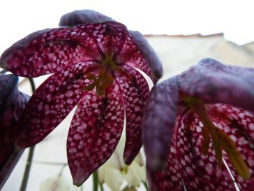 Eine Nahaufnahme einer lila Blume mit weißen Flecken