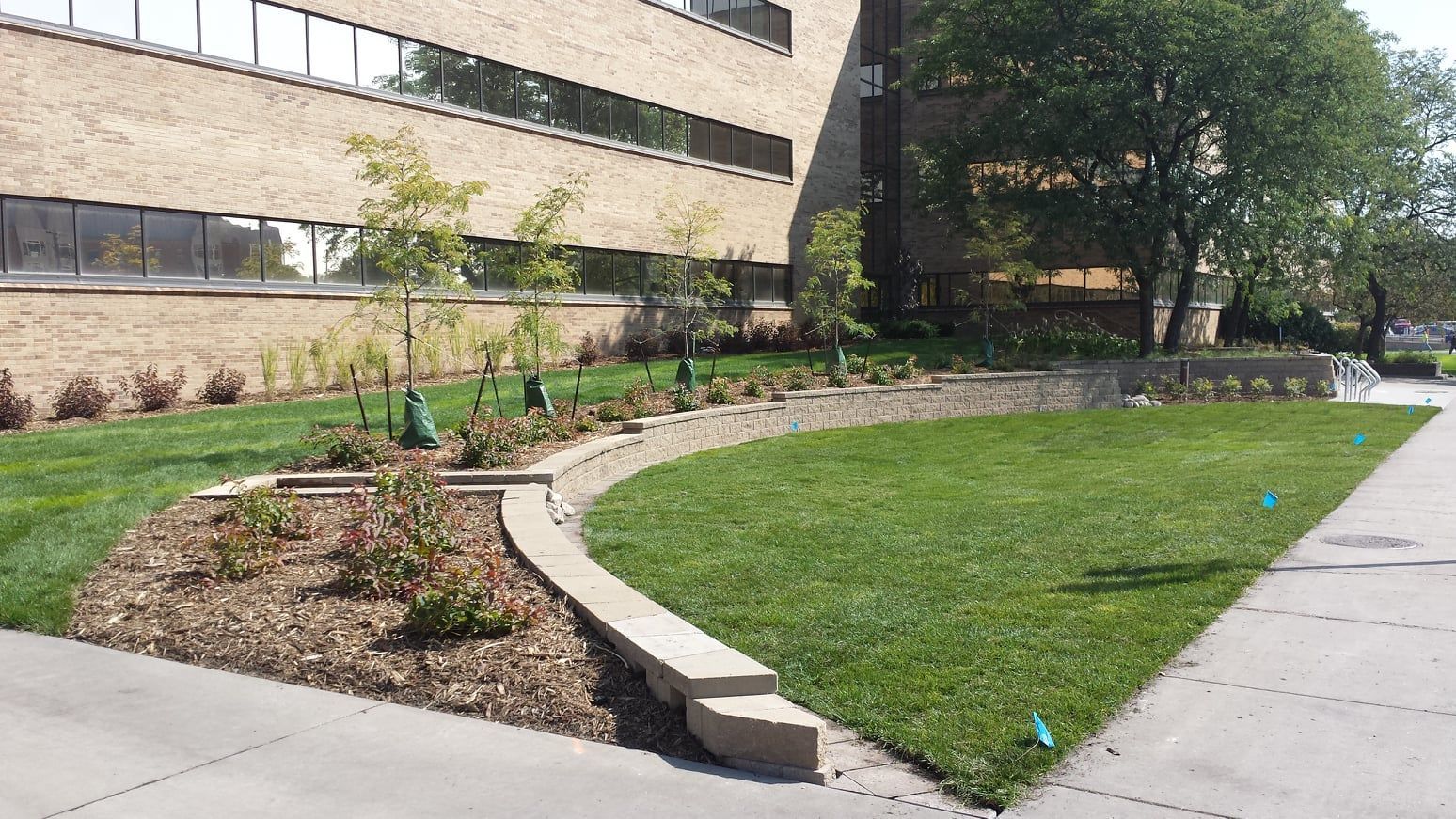 A curved stone retaining wall borders a manicured lawn and a garden bed with mulch and young trees outside a brick building.
