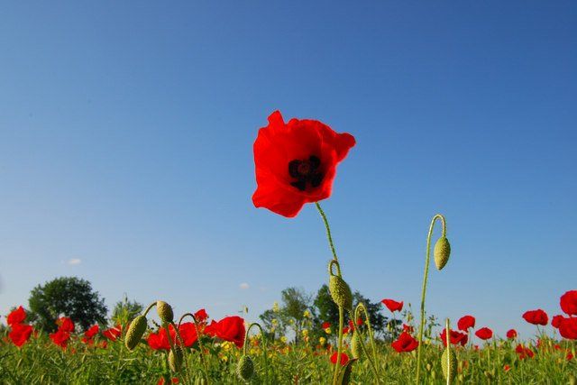 Image of poppies in a field
