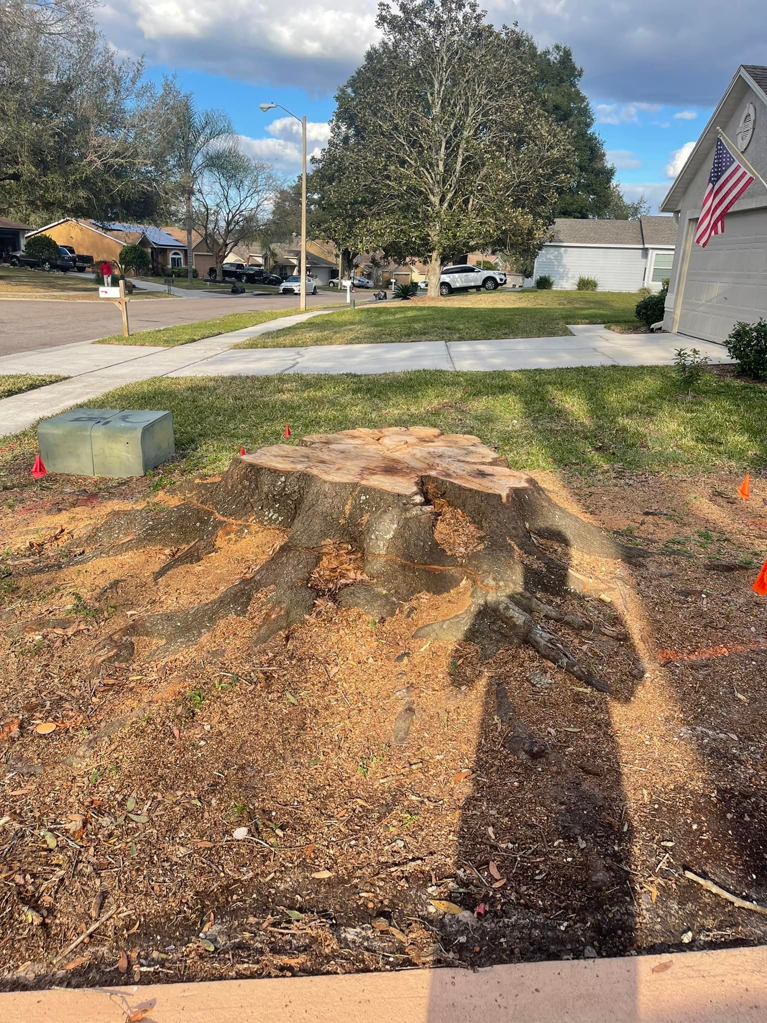 Tree stump in a yard with wood chips, shadow of person on the ground, residential street in the background.
