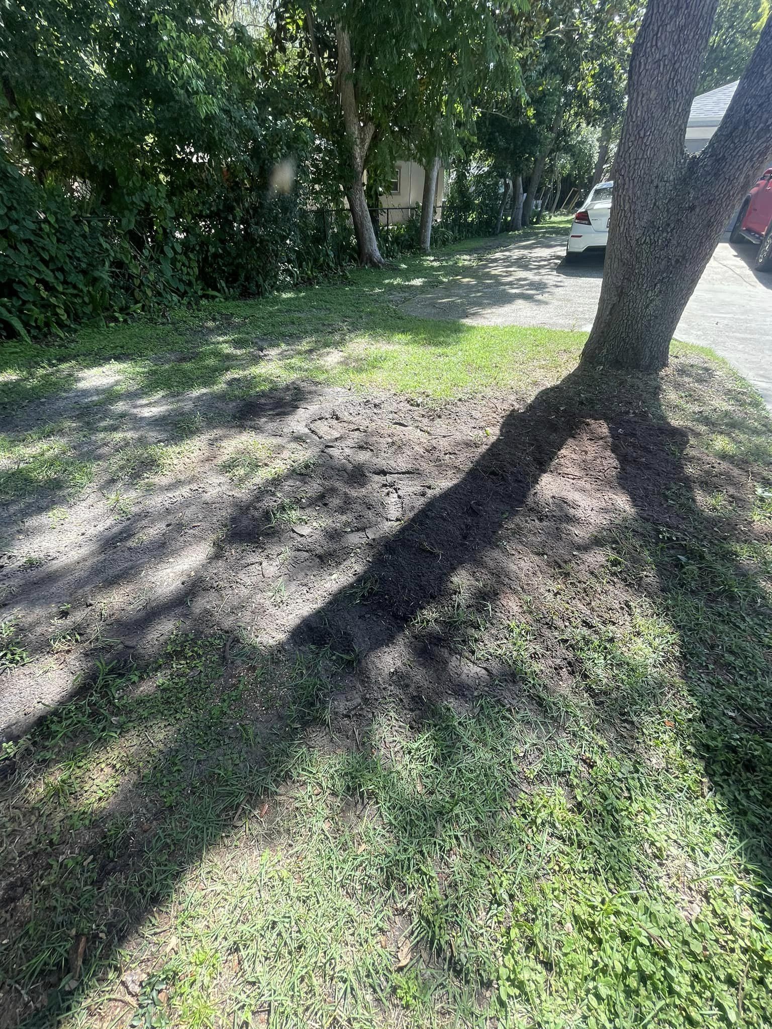 Tree casting a long shadow on grass and dirt path; sunlight.