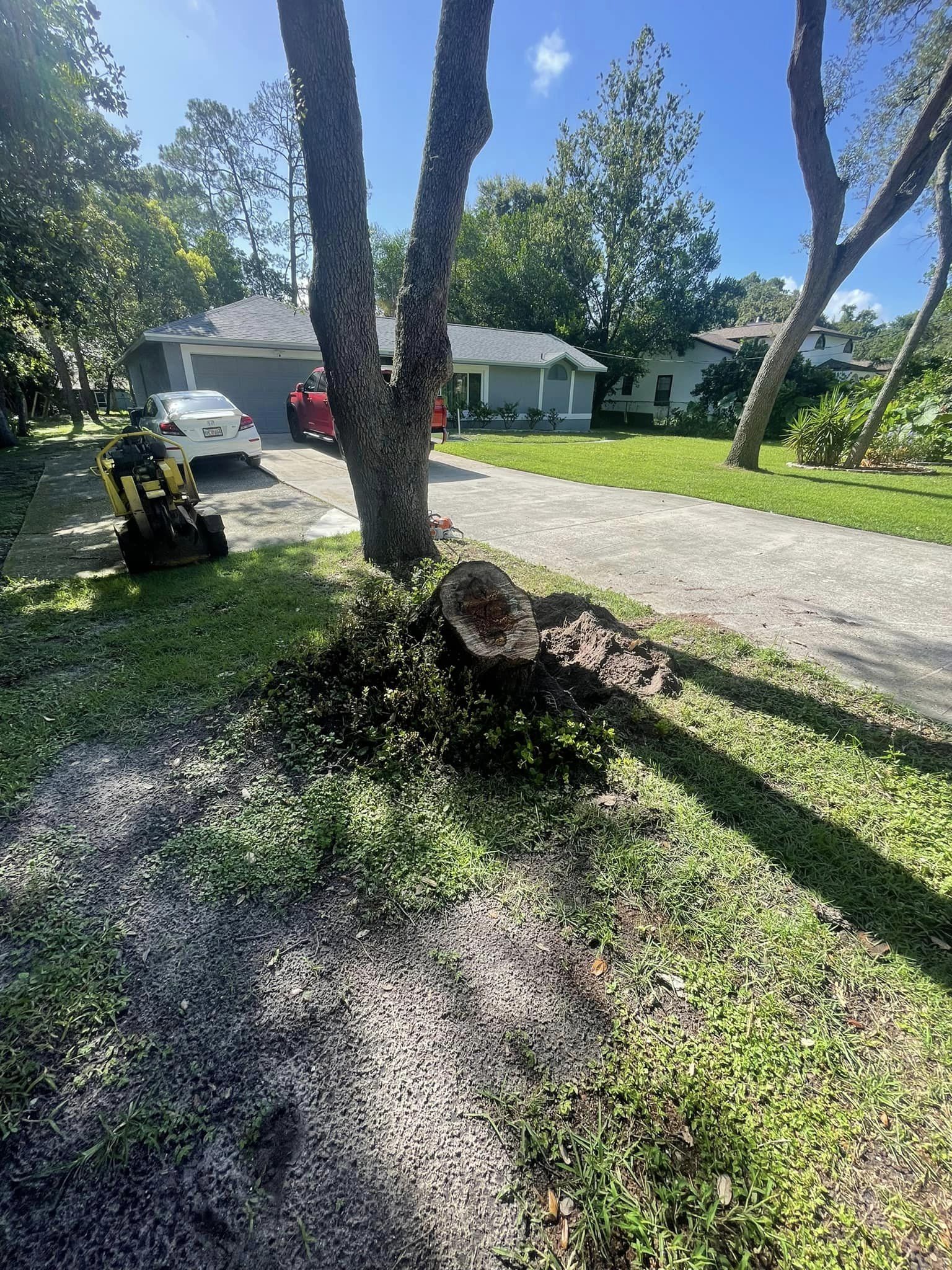 Stump and debris from a recently cut tree in front of a house, on a sunny day.