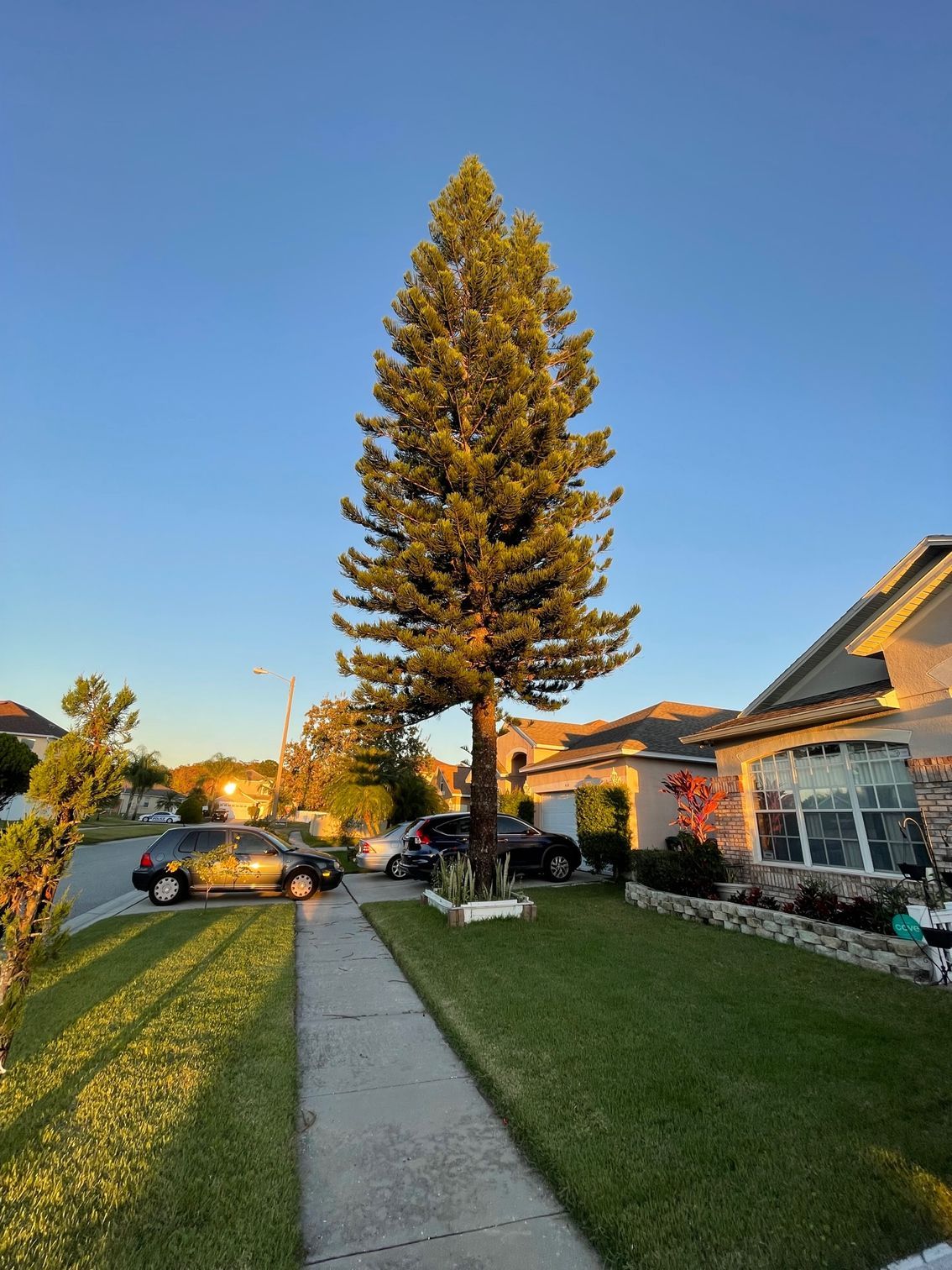 Tree service company logo | Orlando, FL | K&E Tree Service
