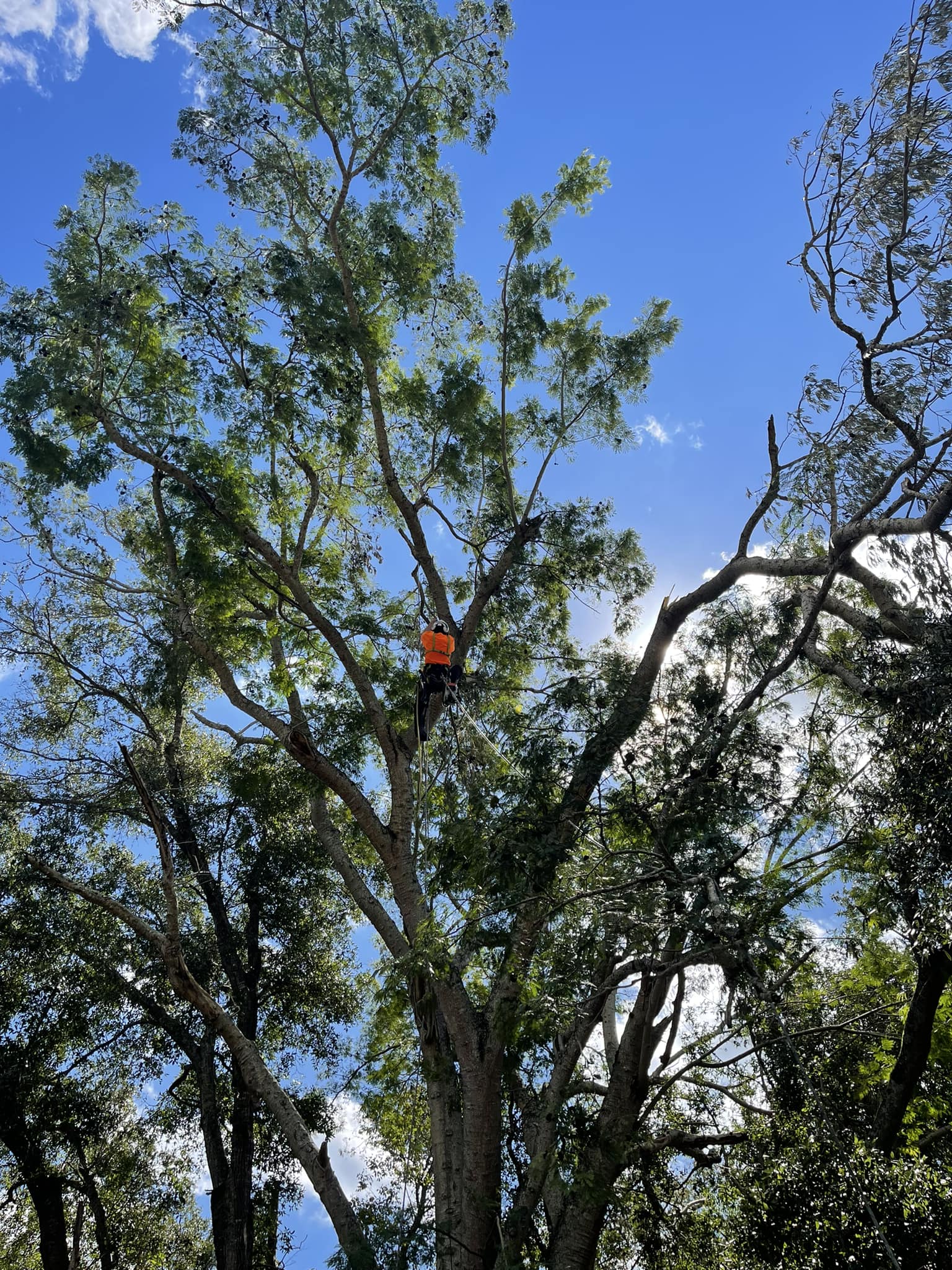 Tree Trimming | Orlando, FL | K&E Tree Service