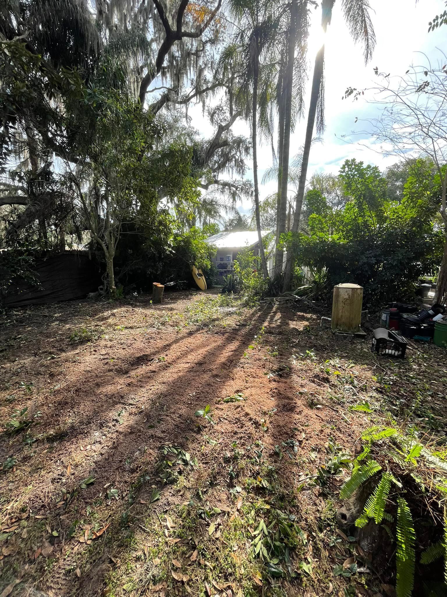 Sunlight streams through trees, illuminating a cleared yard with leaf litter.