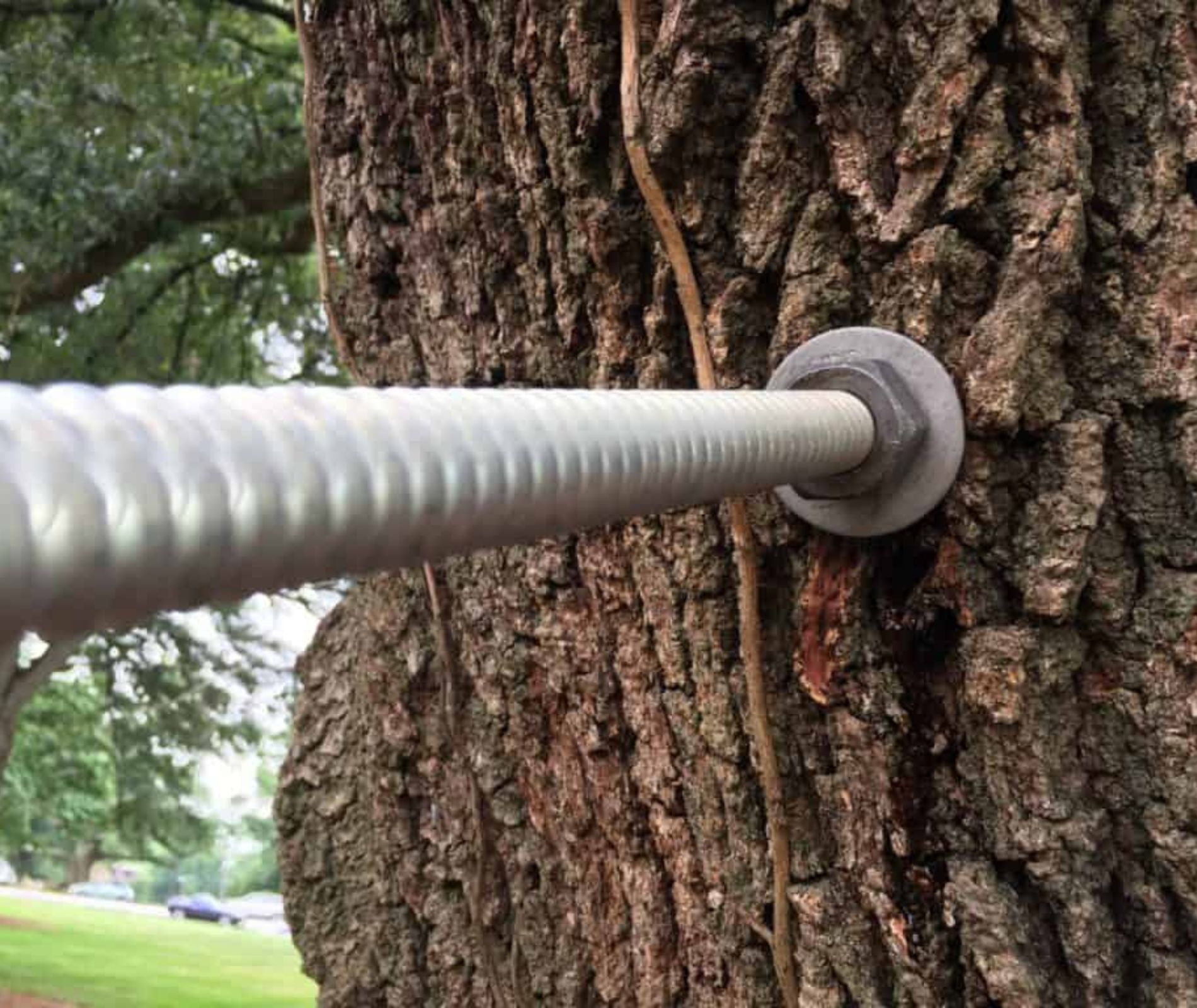 Tree Services | Orlando, FL | K&E Tree Service