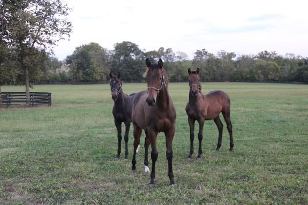 Three horses are standing in a grassy field looking at the camera.